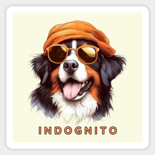 Bernese Mountain Dog Indognito Sticker